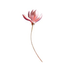 PENDRA Magnolia Hot Pink Enamel Lotus Flower Brooch