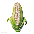 PENDRA Cornelia Pearl Corn Brooch