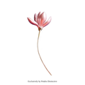 PENDRA Magnolia Hot Pink Enamel Lotus Flower Brooch