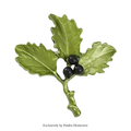 PENDRA Nightbloom Black Enamel Berry Brooch